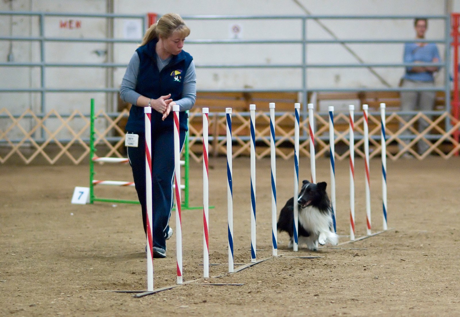 Shetland sheepdog. 