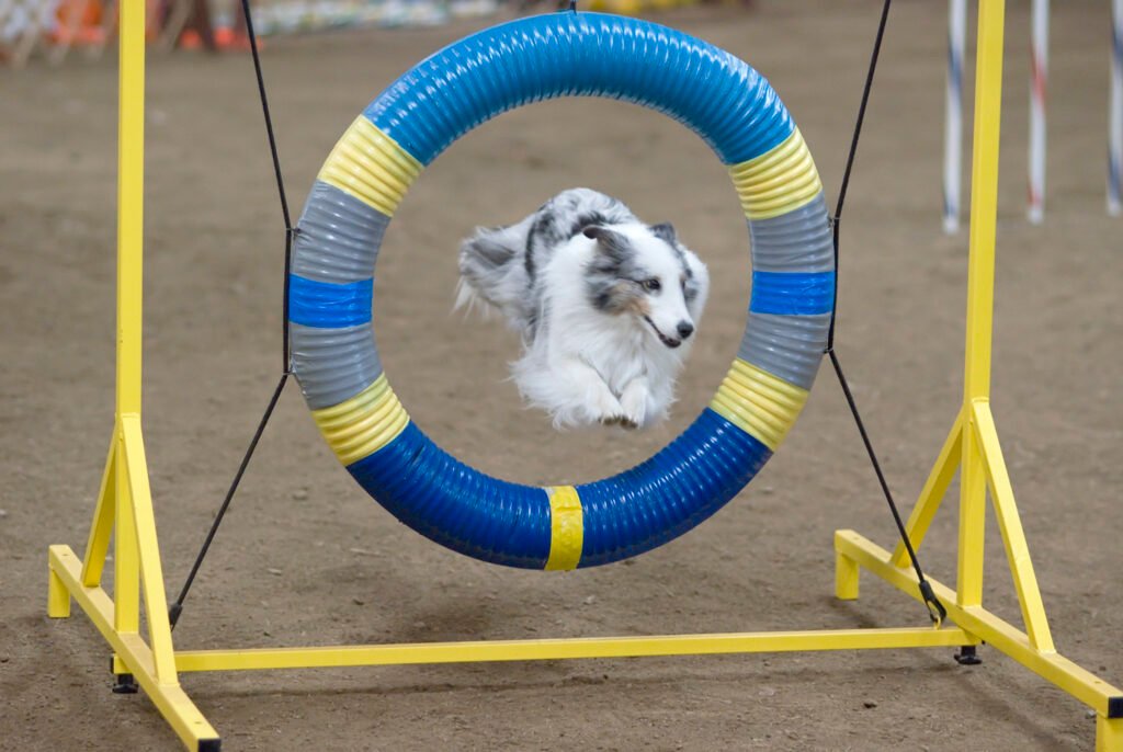 A blue merle Shetland Sheepdog during an agility competition