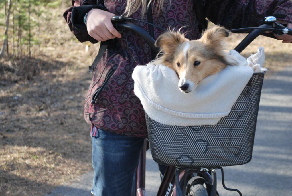 Shetland sheepdog in a bicycle basket