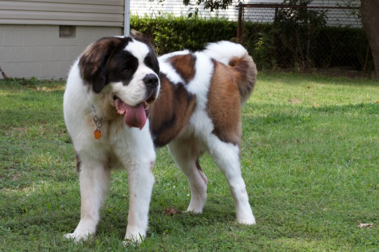 Saint Bernard dog.
