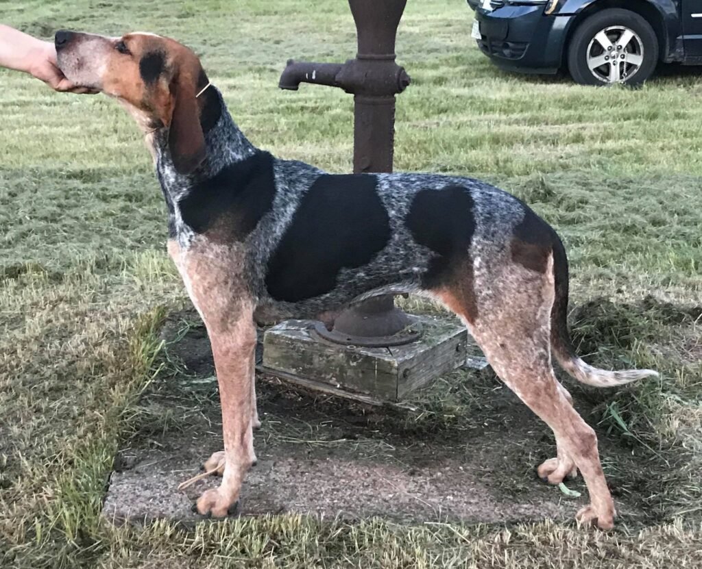 Stacked English Coonhound. 