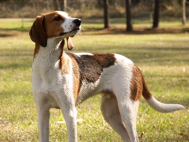 English coonhound. 