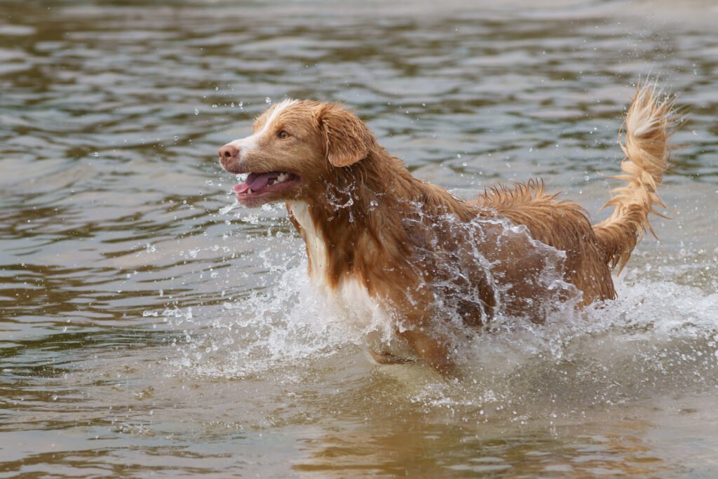 Nova Scotia Duck Tolling Retriever