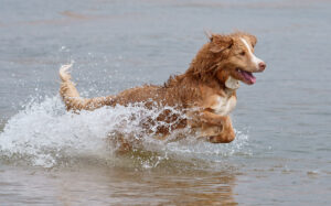 Nova Scotia Duck Tolling Retriever running through the sea.