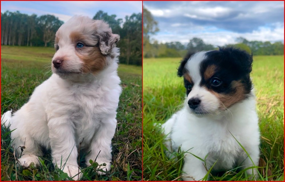 Aussiedoodle Puppies