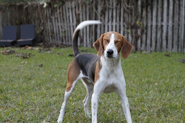 American Foxhound smiling.