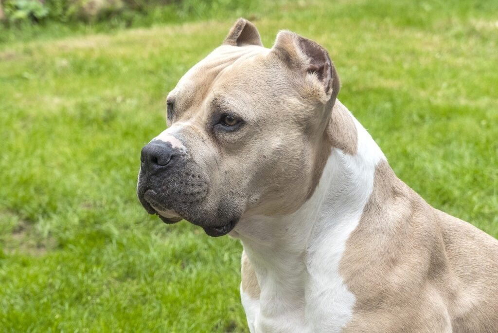 Pit bull side profile