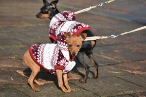 Miniature Pinscher wearing hoddies going for a walk.