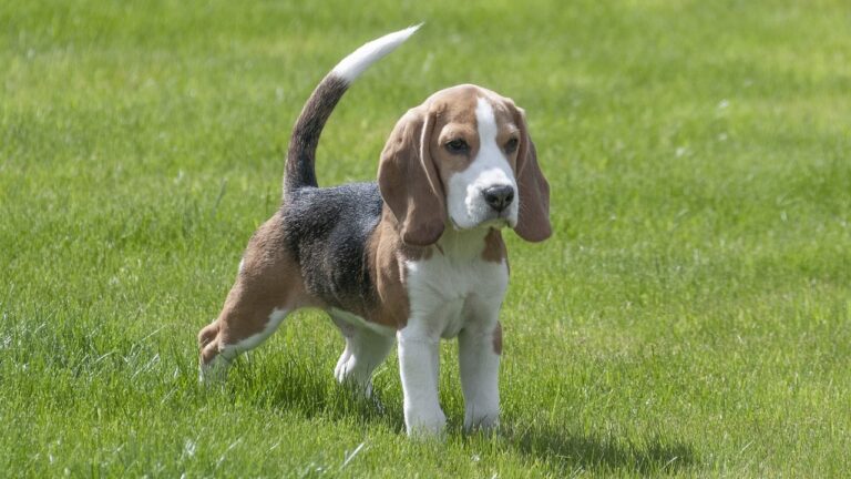 Beagle standing in field