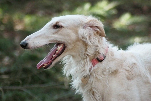 Borzoi pet dog.