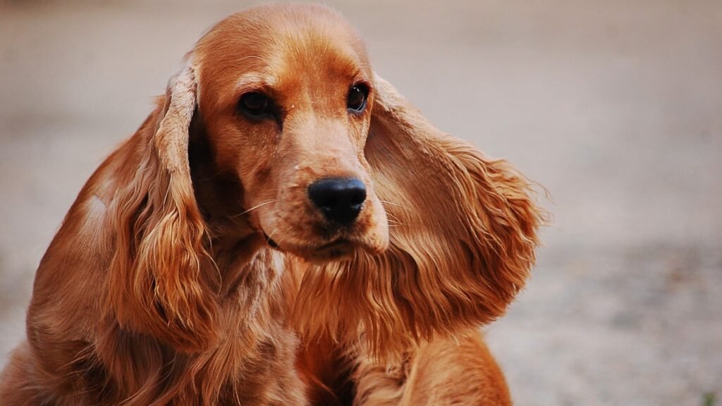 Beautiful English Cocker Spaniel