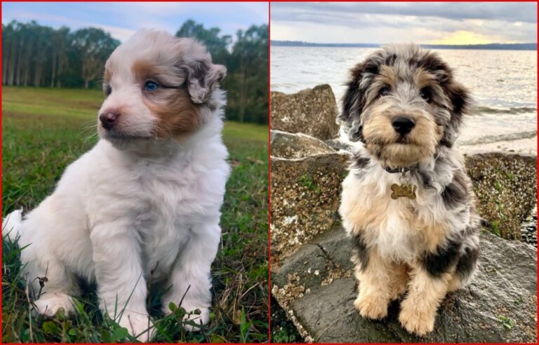 Aussiedoodles