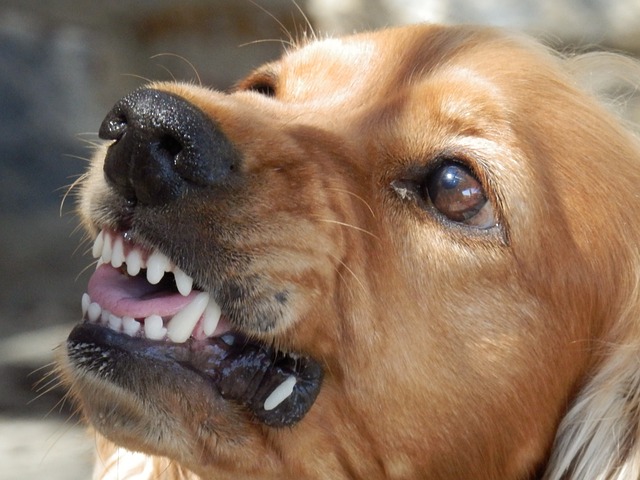 Growling dog.