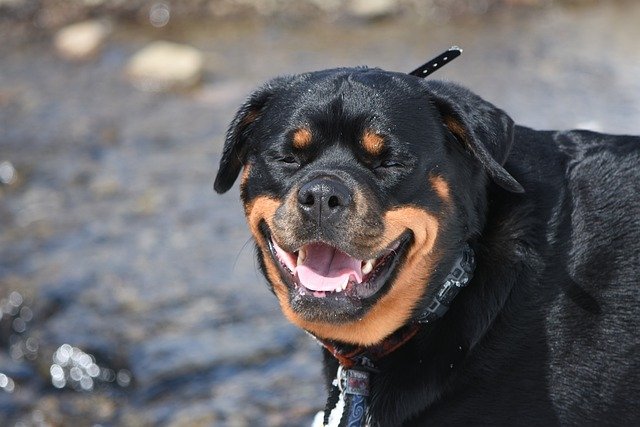 Rottweiler dog smiling.