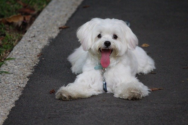 Maltese dog.