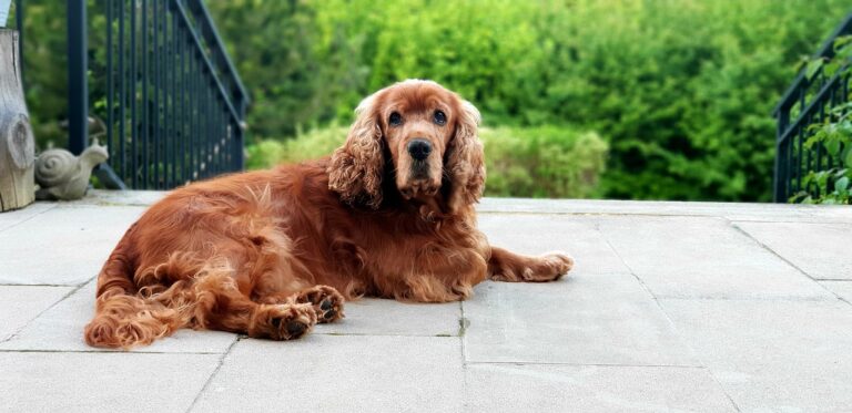 Cocker spaniel sitting on porch