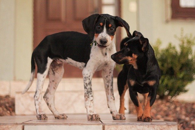 American foxhound pup.