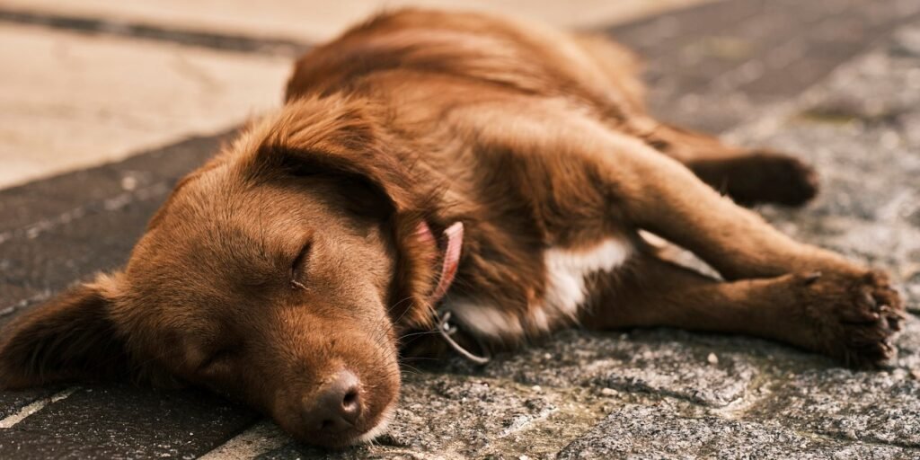 Dog sleeping