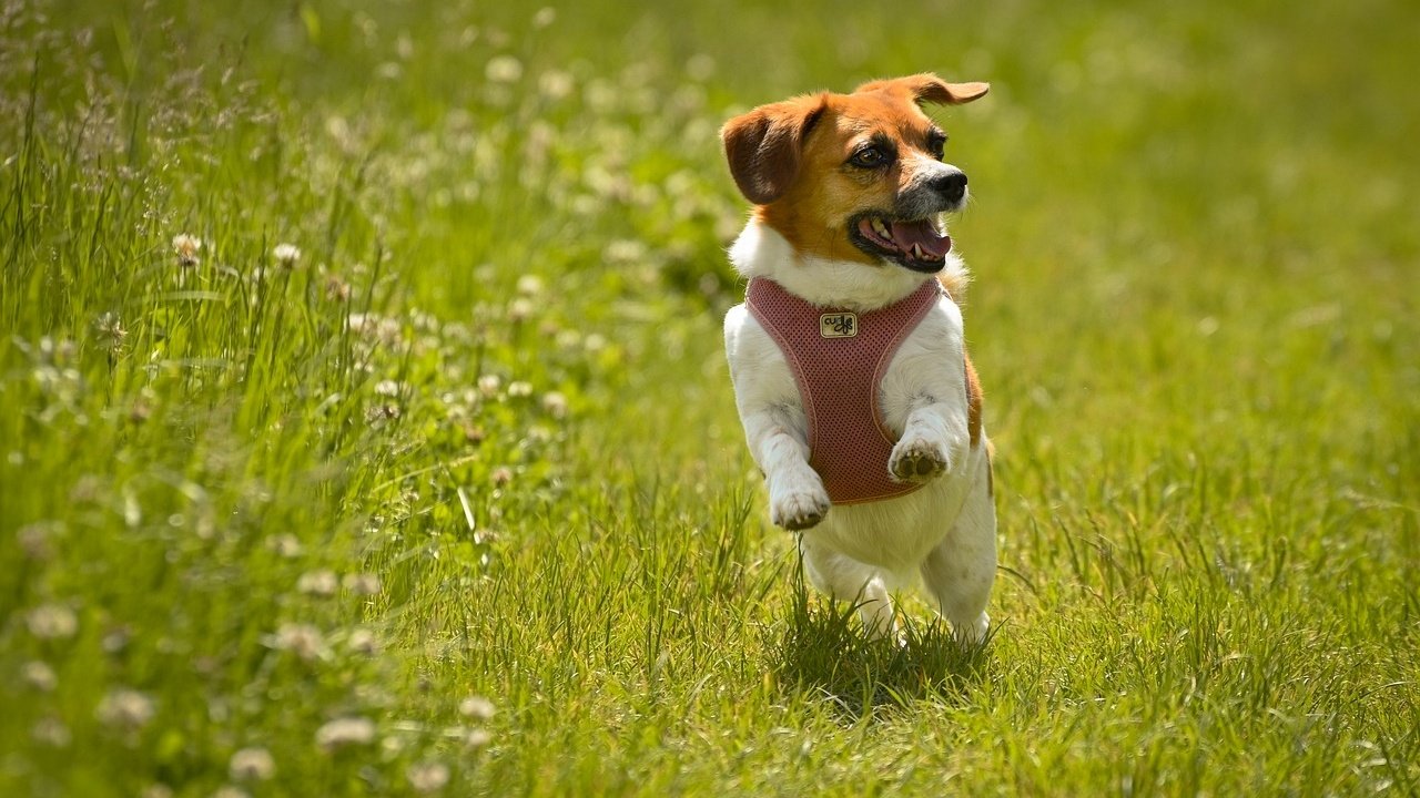Beagle jumping