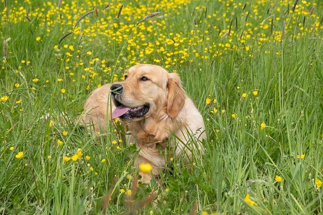 Golden Retriever dog sitting among tall grassland.
