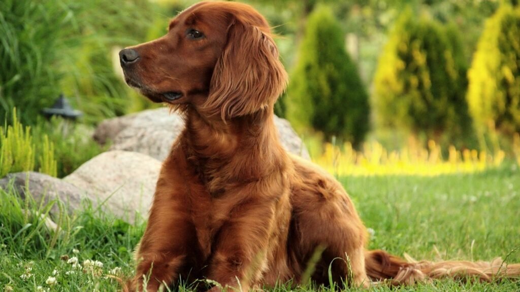 Irish Setter