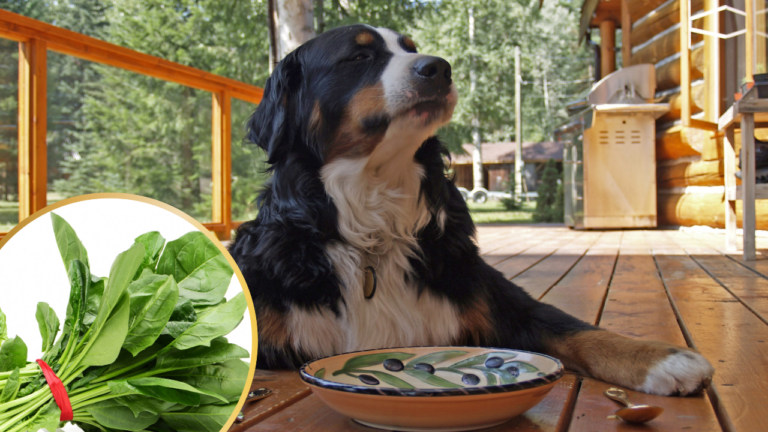 Featured: Dog eating food with leafy greens
