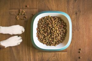 Dog food in a bowl beside a dog.