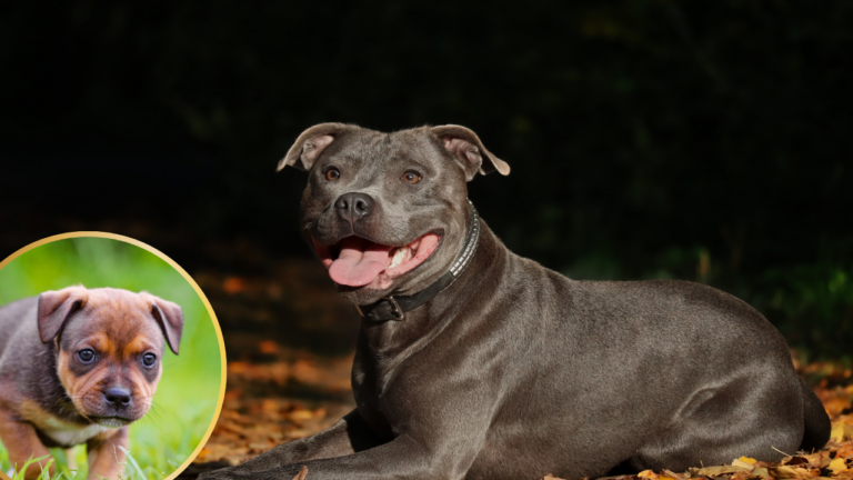 Featured: Staffordshire bull terrier