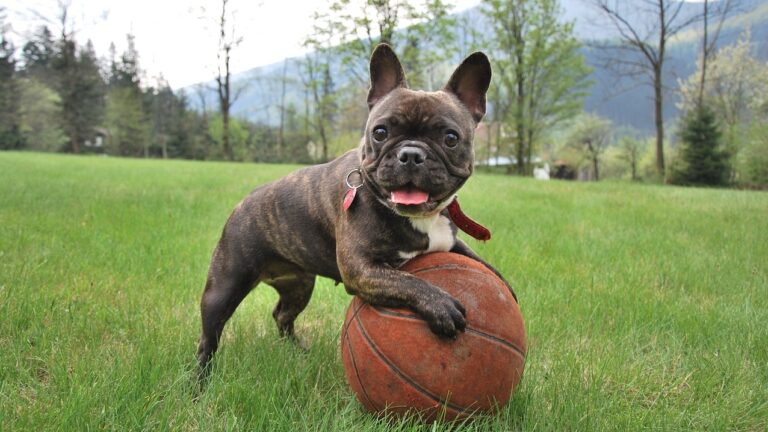 French bulldog