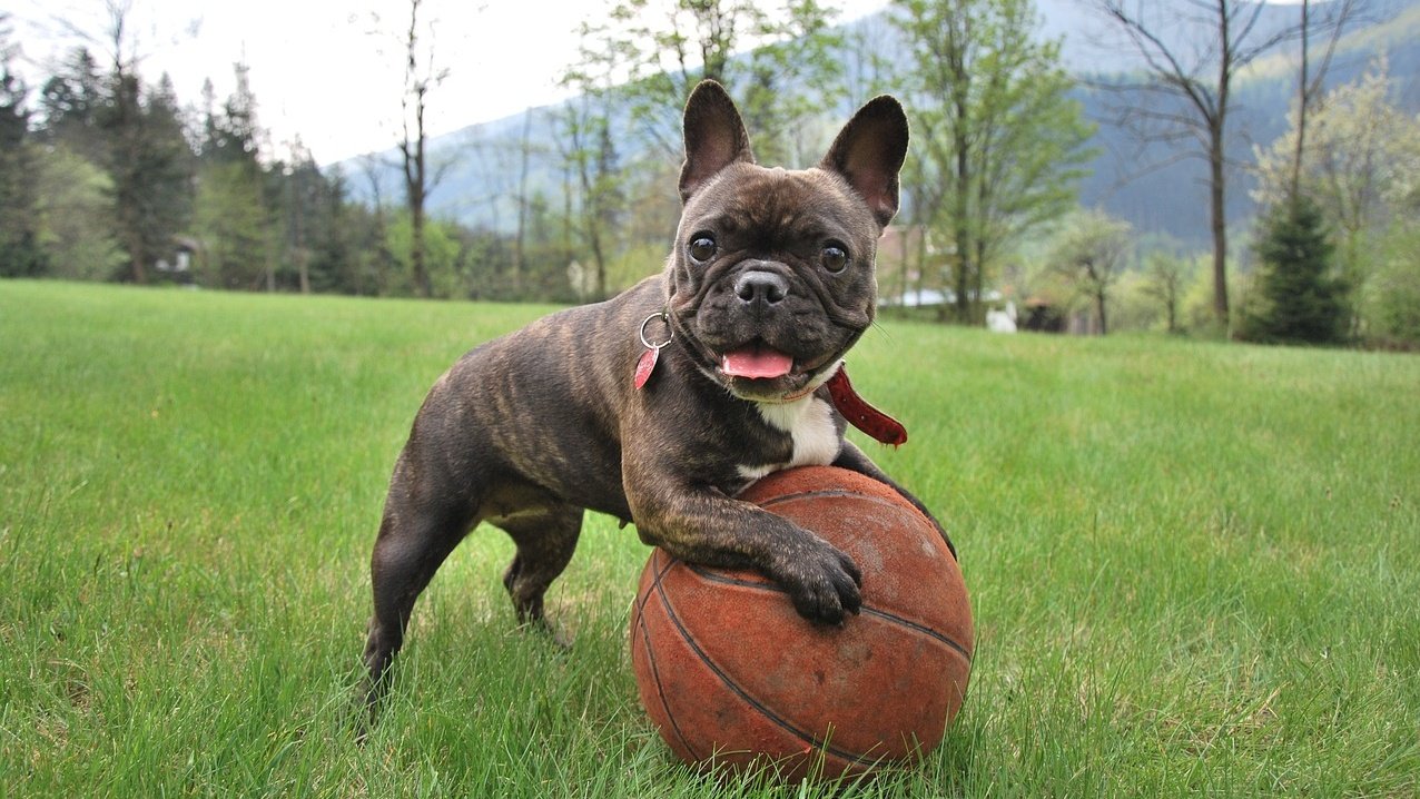How to Communicate Effectively with Your Dog Through Clicker Training