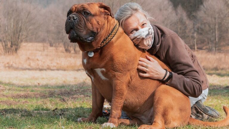 French mastiff with owner