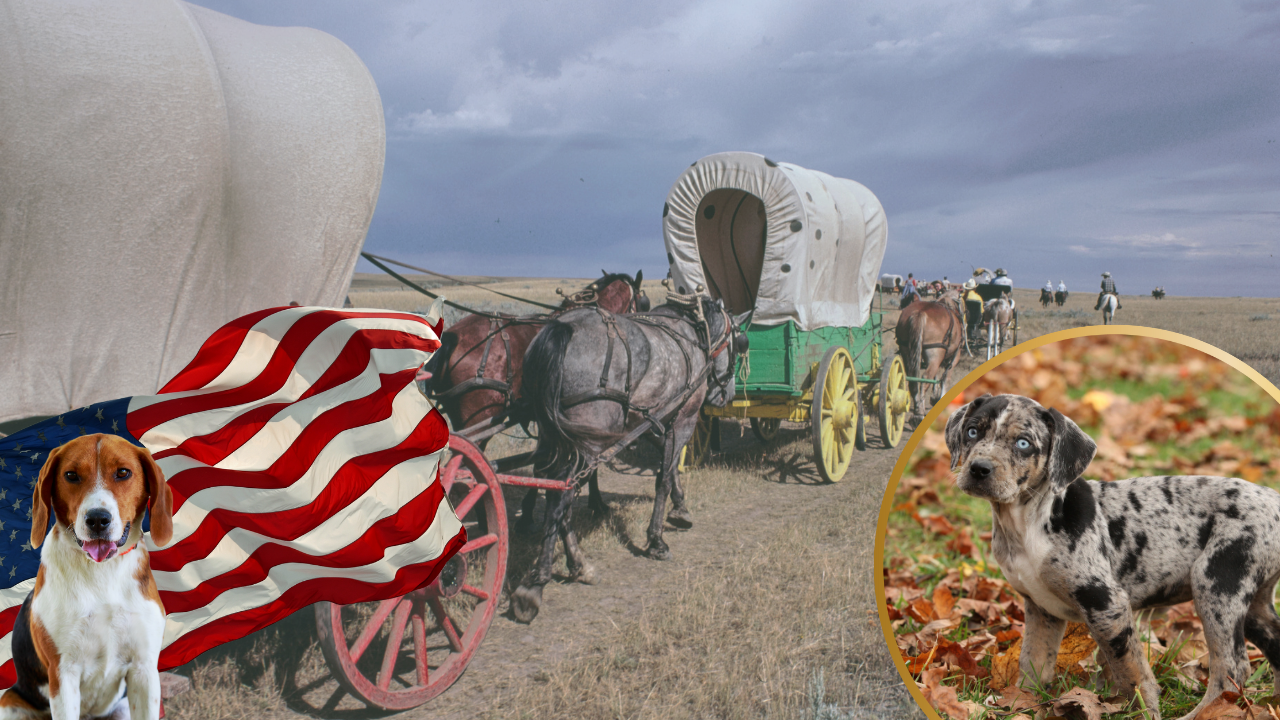 Dogs of the Wild West: Breeds That Helped Shape America’s Frontier