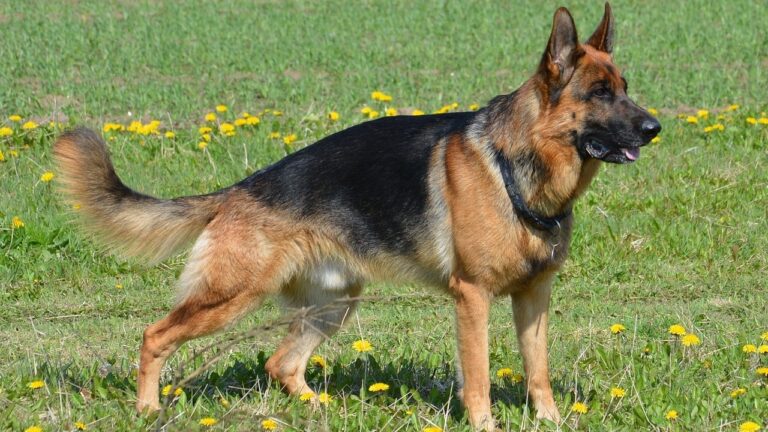 featured: German shepherd side profile