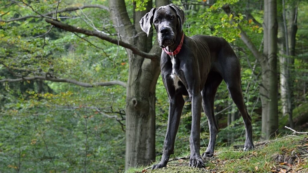 Great dane in woods