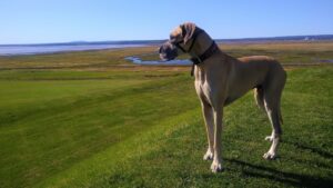Fawn colored great dane in field