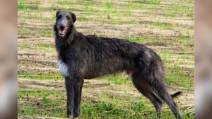 Black with white chest American Staghound