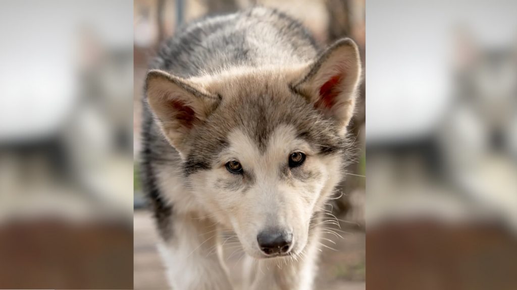 Closeup of Native American Indian Dog