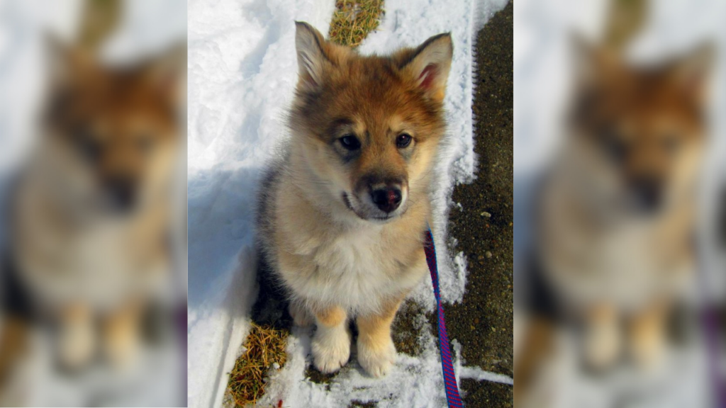 Beautiful Native American Indian pup