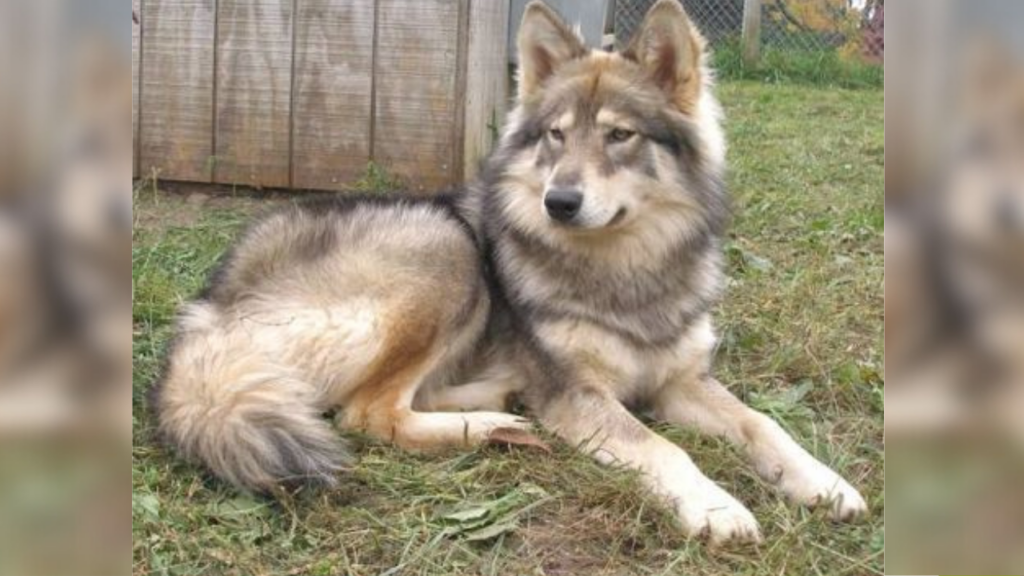Majestic Native American dog