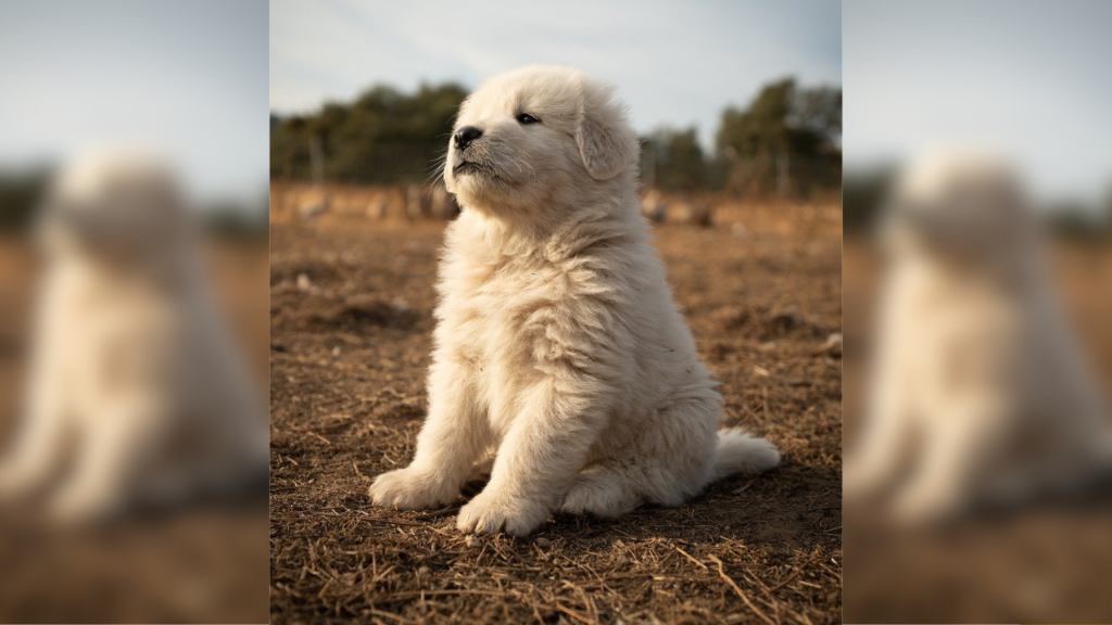 Great Pyrenees puppy
