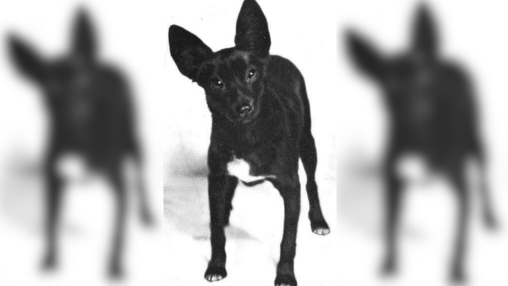 Tahltan Bear dog