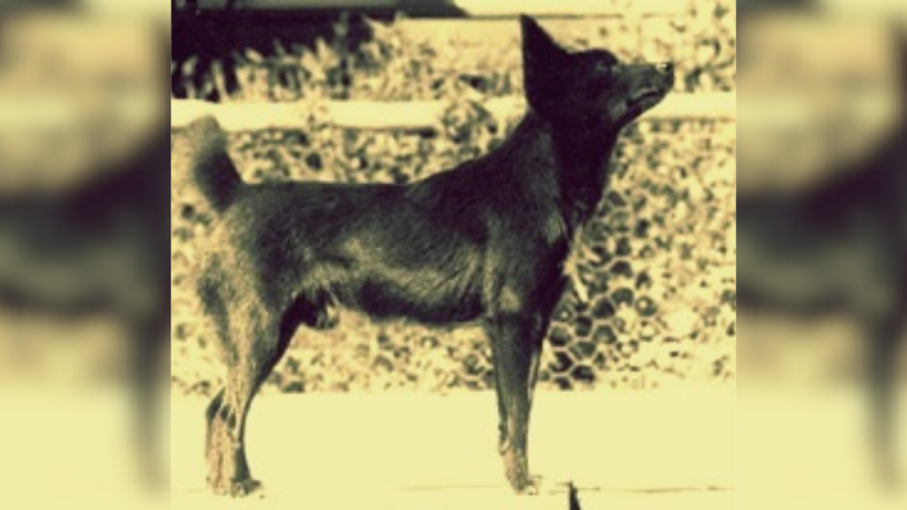 Vintage photo of Tahltan bear dog