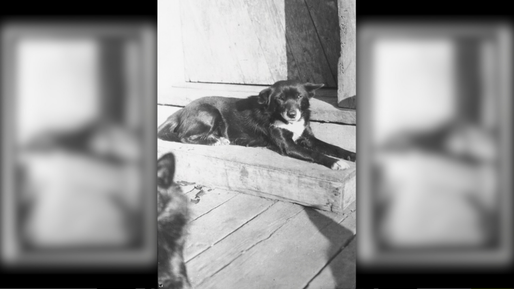 Tahltan bear dog in BC, Canada 1915