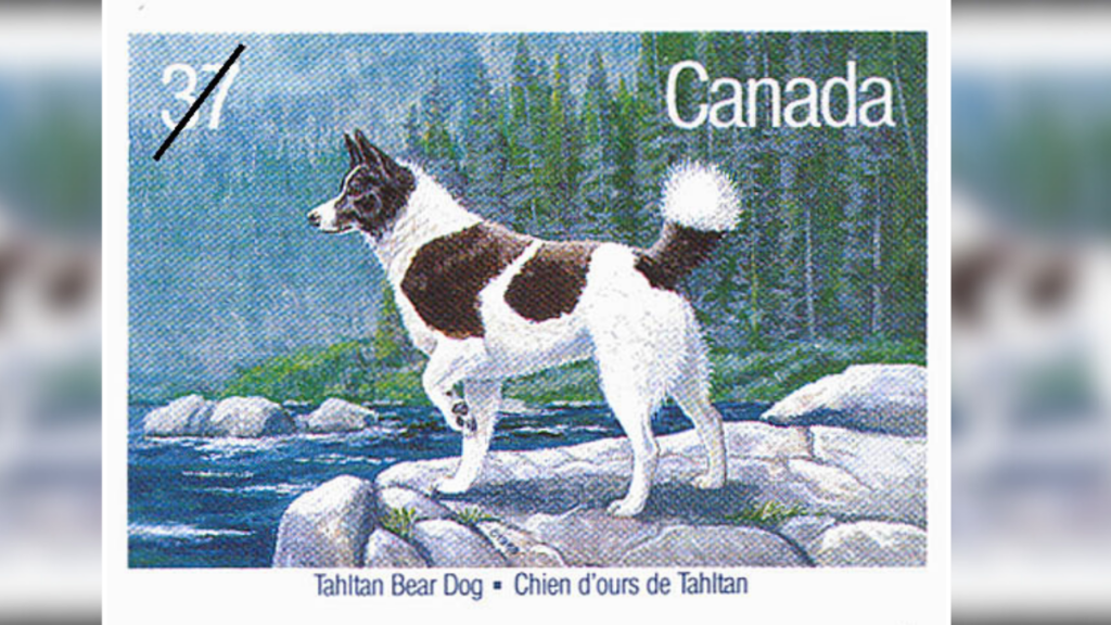 Canadian stamp with Tahltan dog