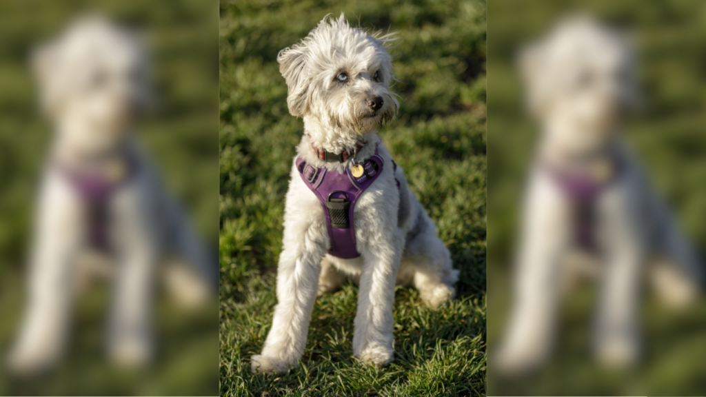 Aussiedoodle