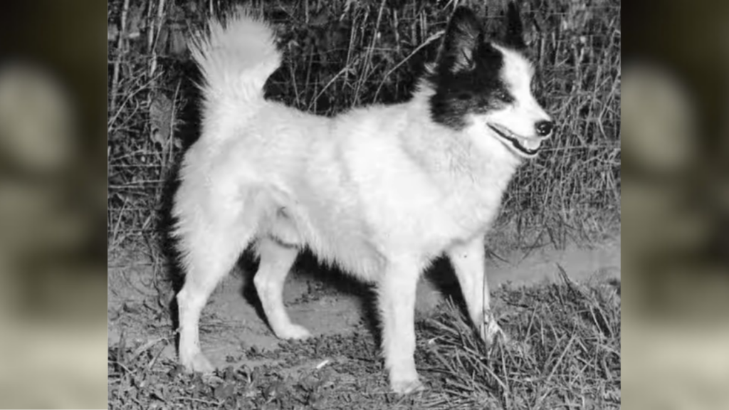 Tahltan Bear dog
