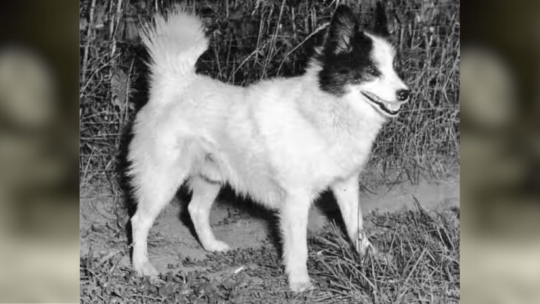 Tahltan Bear dog