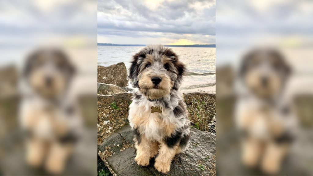 An Aussiedoodle puppy