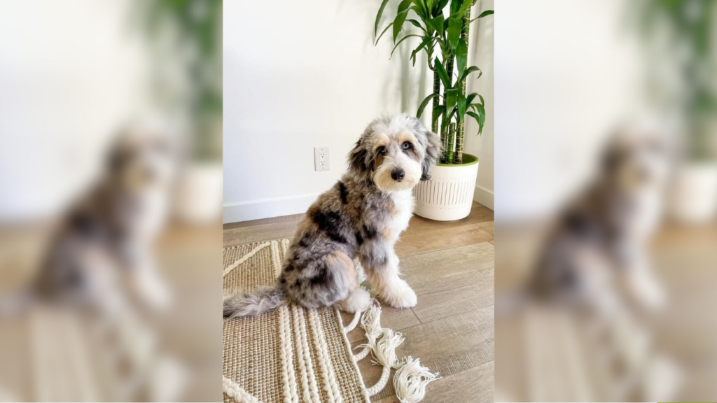 Blue Merle Aussiedoodle