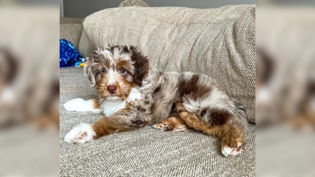 F1 mini Aussiedoodle